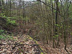 Bild: Motte Nesselrath - Blick von Südosten hinunter in den Graben