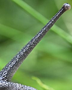 Bild: Auge einer Weinbergschnecke (Helix pomatia)