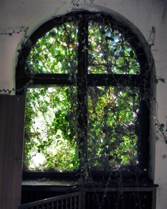 Bild: Bewuchs an einem Fenster