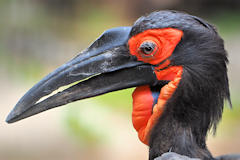 Bild: Südl. Hornrabe (Bucorvus leadbeateri) - Zoo Krefeld