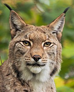 Bild: Eurasischer Luchs (Lynx lynx) - Zoo Duisburg