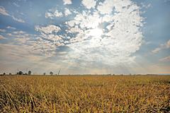 Bild: Reisfeld bereit zur Ernte