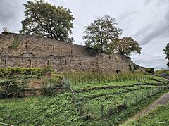 Bild: Weinberg an der südlchen Bastion