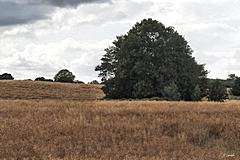 Bild: Döhnsdorfer Burg