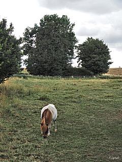 Bild: Döhnsdorfer Burg