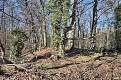 Bild: Motte Alt-Gripekoven - Hügel der Kernburg