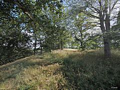 Bild: Auf dem Plateau - Wallburg Großer Schlichtenberg