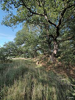 Bild: Graben und Wall Westseite - Wallburg Großer Schlichtenberg