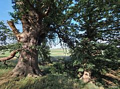 Bild: Auf dem Plateau - Wallburg Großer Schlichtenberg