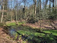 Bild: Motte Schwanenmühle - innerer Graben