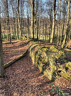Bild: Motte Zoppesmur - Mauerreste auf dem Burghügel