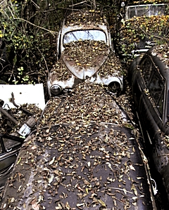 Bild: Autofriedhof Gürbetal