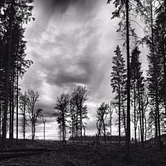 Bild: Vennlandschaft bei Reinartzhof