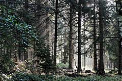 Bild: Wald bei Wolfshagen