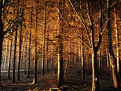 Bild: Wald bei Borgoumont