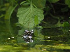 Bild: Grasfrosch