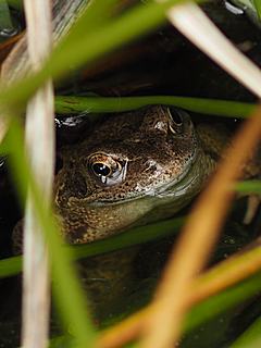 Bild: Grasfrosch