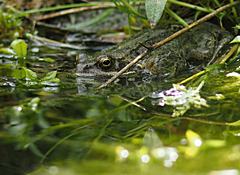 Bild: Grasfrosch