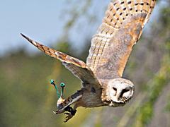 Bild: Greifvogel- und Eulenshow