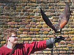 Bild: Greifvogel- und Eulenshow