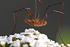 Bild: Weberknecht (Fam. Phalangiidae)