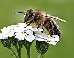Bild: Westliche Honigbiene (Apis mellifera)