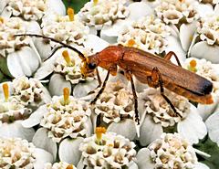 Bild: Rotgelber Weichkäfer (Rhagonycha fulva)