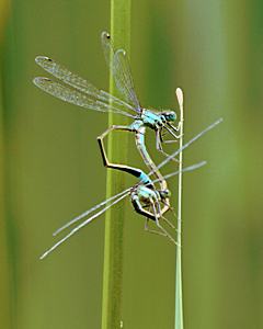 Bild: Paarungsrad - Grosse Pechlibelle (Ischnura elegans)