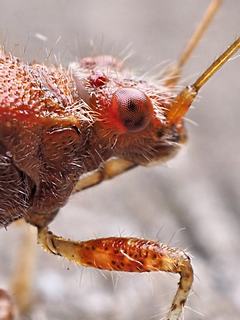 Bild: Hellbraune Glasflügelwanze (Rhopalus subrufus)