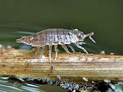 Bild: Mauerassel (Oniscus asellus) mit Kugelspringern