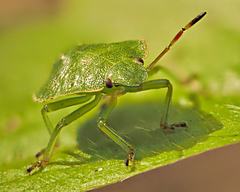 Bild: Grüne Stinkwanze (Palomena prasina)