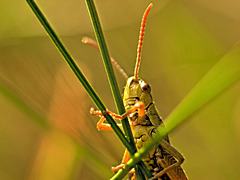 Bild: Feldgrashüpfer ♂ (Chorthippus apricarius)