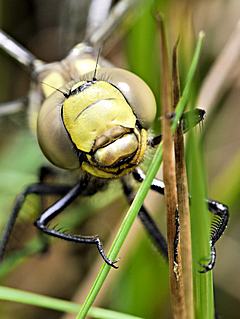 Bild: Blaugrüne Mosaikjungfer (Aeshna cyanea)