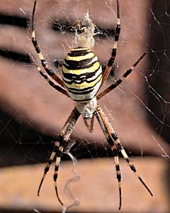 Bild: Wespenspinne (Argiope bruennichi)