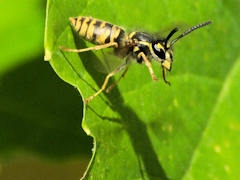 Bild: Deutsche Wespe (Vespula germanica) im Absprung