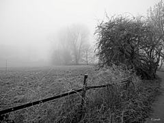 Bild: Deichvorland
