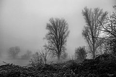Nebel
