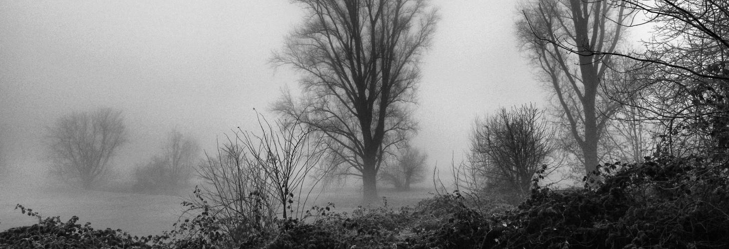 Titelbild von Nebel