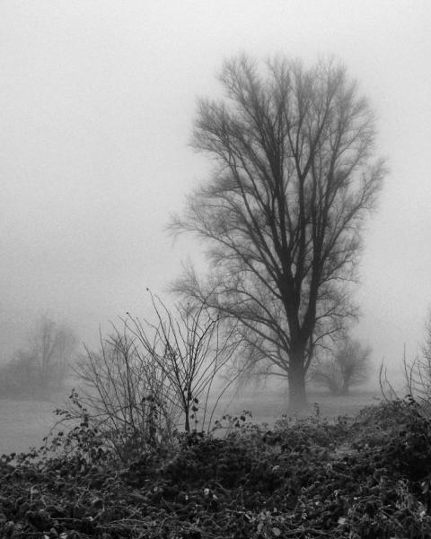 Titelbild von Nebel