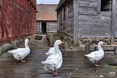 Bild: Sundkøbing-Nokken