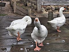 Bild: Sundkøbing-Nokken - Gans mit Drohhaltung