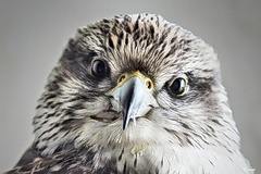 Bild: Falke