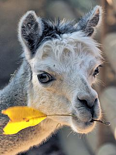 Bild: Alpaka (Lama guanicoe pacos) - Zoo Krefeld