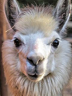 Bild: Alpaka (Lama guanicoe pacos) - Zoo Duisburg