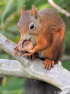 Bild: Rotes Eichhörnchen (Sciurus vulgaris)