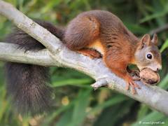Bild: Rotes Eichhörnchen (Sciurus vulgaris)