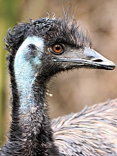 Bild: Emu (Dromaius novaehollandiae) - Zoo Duisburg