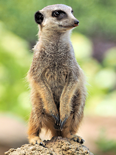 Bild: Erdmännchen (Suricata suricatta) - Zoo Krefeld