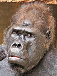 Bild: Westl. Flachland-Gorilla (Gorilla gorilla gorilla) - Zoo Krefeld