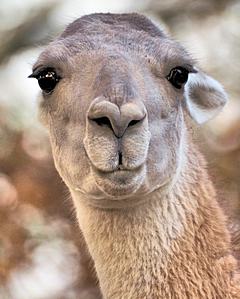 Bild: Guanako (Lama guanicoe) - Zoo Krefeld